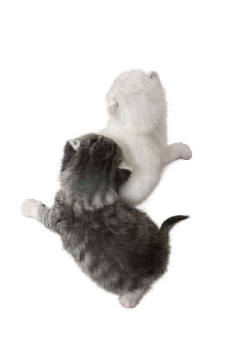 Отдам даром котят