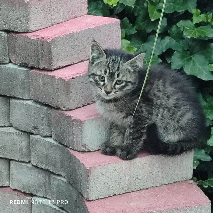 Отдам котят в ответственные руки.