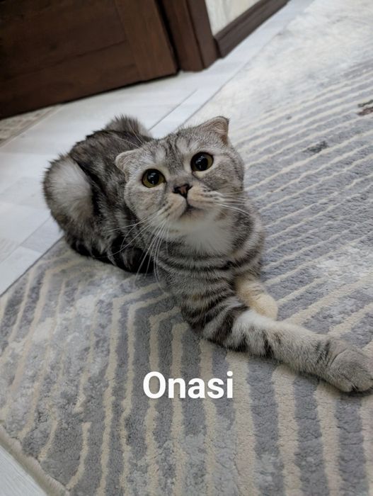 Scottish fold mushuk sotiladi