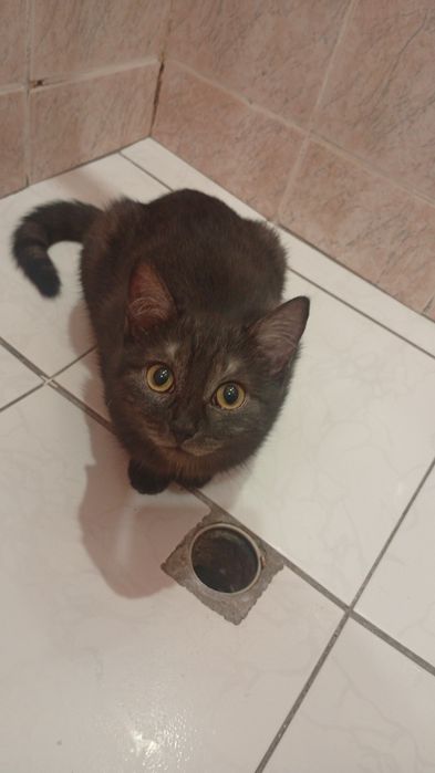 Отдам ласковую кошку