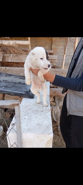 Choʻpon gidik sotiladi