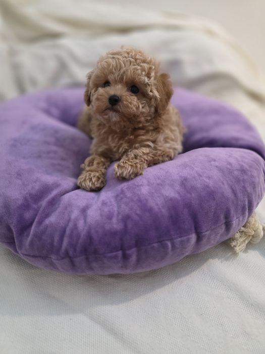 Maltipoo Korean teacup