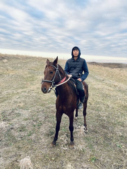 Айғыр сатылады көкпар