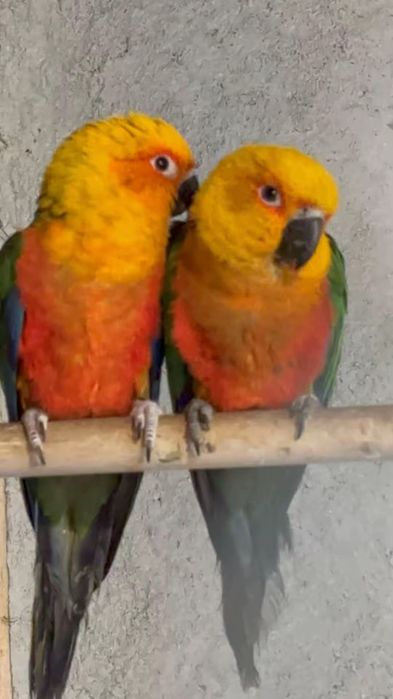 Papagal Pui Aratinga Jendaya (Jenday Conure) – Inelați, Blânzi / Crescuți la Mână