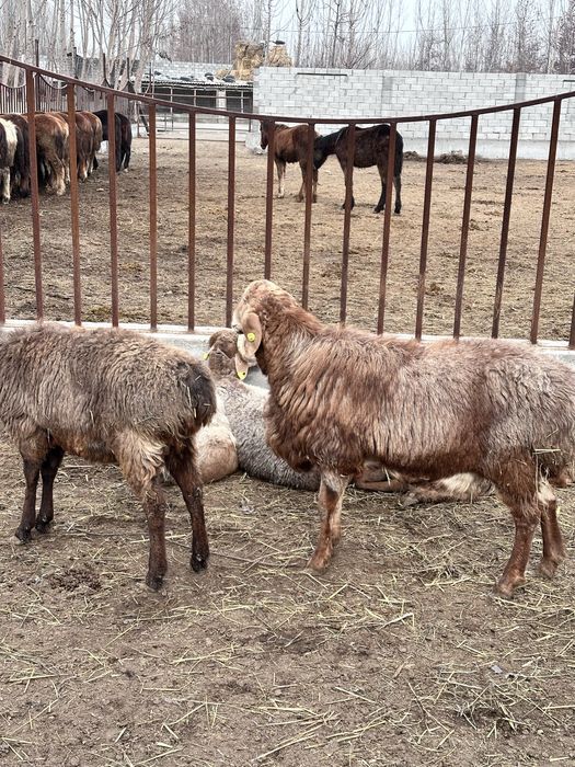 Қўзи қўчқорлар оптом нархларда сотилади, Эдилбай зотдор