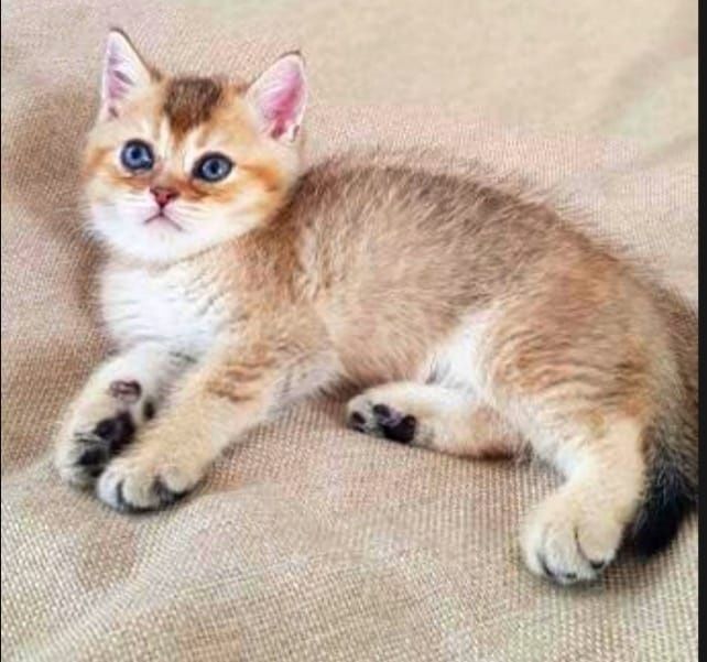 БритаШки _ОчаРоВашкИ