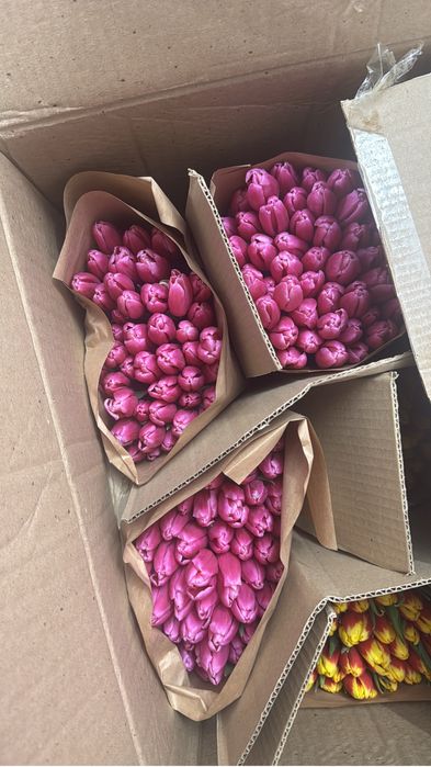 Тюльпаны на 8 марта