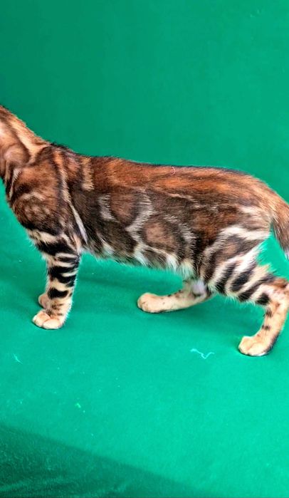 Минилеопард у вас дома! Бронирование.