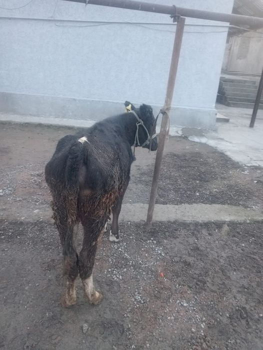 Кунажын сатылады жаксы