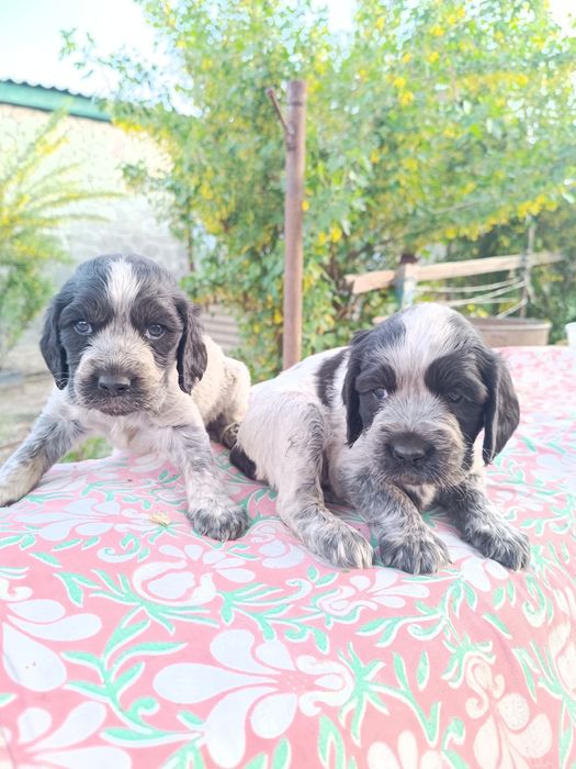 Продается щенки Русского Спаниелья