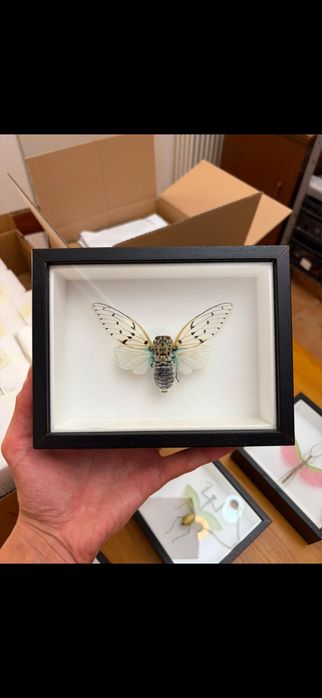 Rare Praying Mantis Butterfly Framed Insect Art Cadou Inedit Fluture Mantis Rama Decor Exotic 90 Euro Praying Mantis Butterfly Framed Art entomologice