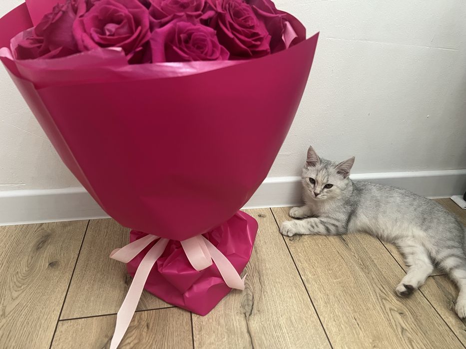 Британский длинноухий