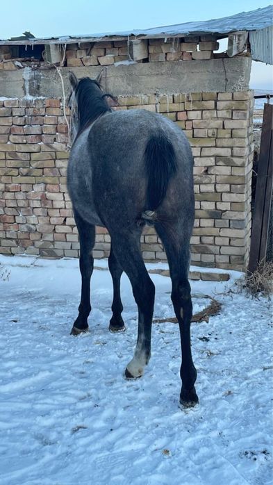 Жеребец англо араб.