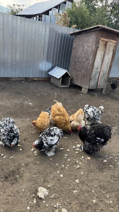 Vând familie Cochinchina Uriaș