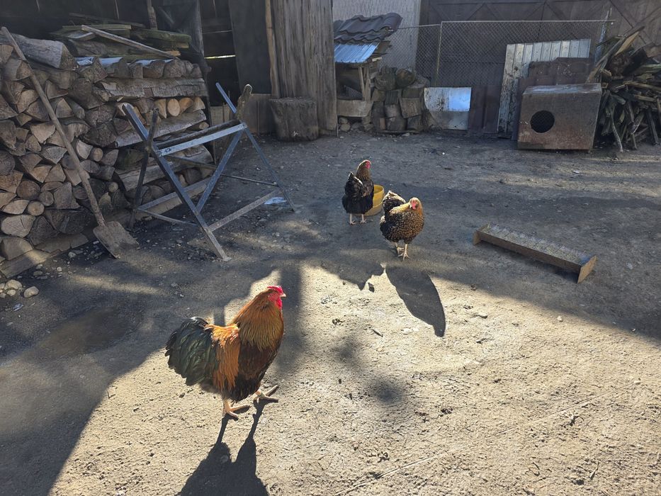 Ouă incubat Wyandotte GSG