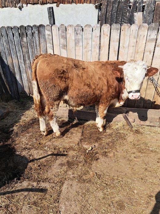 Tăuraș 300 kg 11 luni