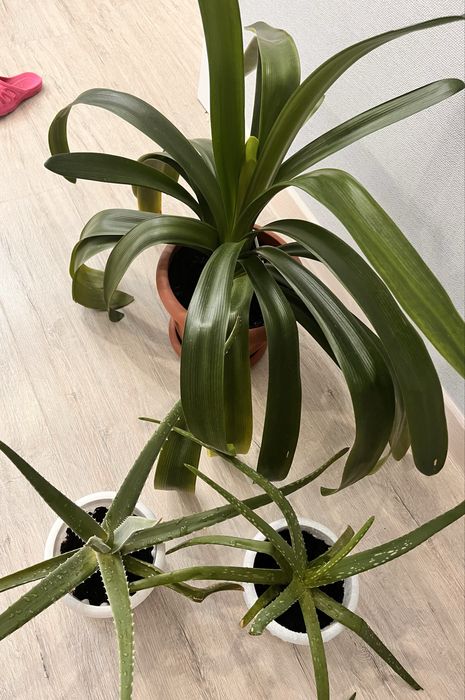 Продам цветы комнатные