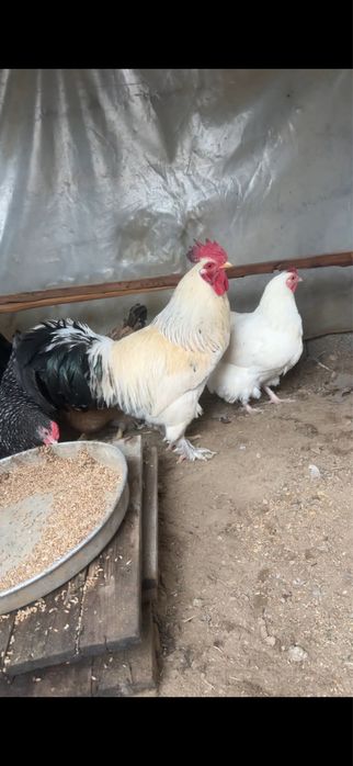 Тауық сатылады.