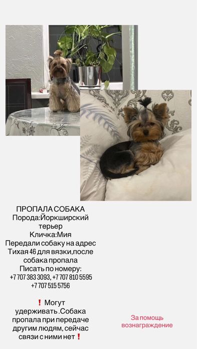 Пропала собака. Порода йоркшиский терьер. Девочка.