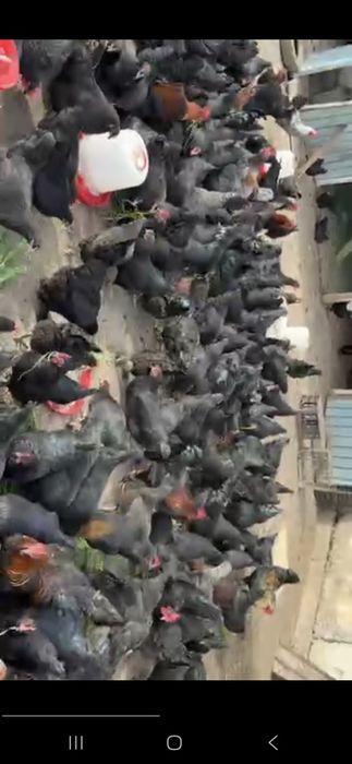 Инкубатор ун тухум уругланган