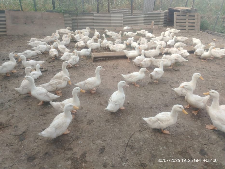 Продаются утки домашние.