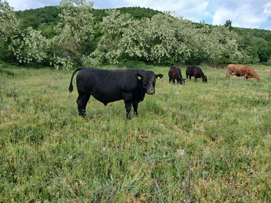 De vanzare Taur Angus
