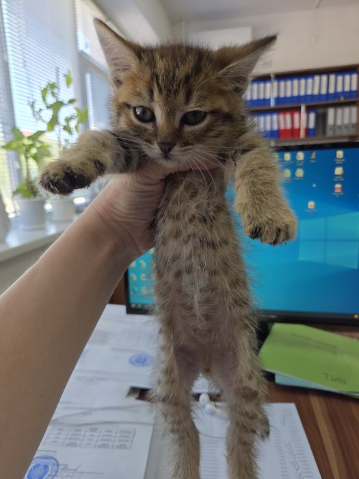 Отдам в добрые руки котенок мальчик