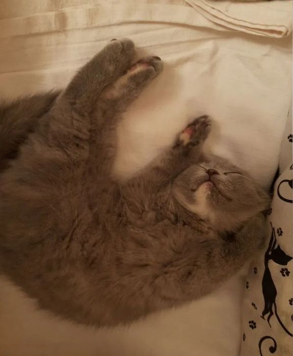 Шикарные котяьа, девочки голубого окраса