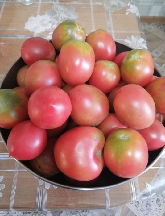 Продам домашние помидоры и огурцы