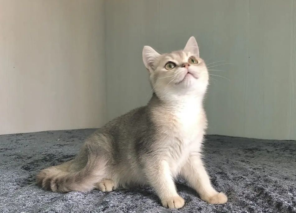 Котята Шиншиллы голубое золото
