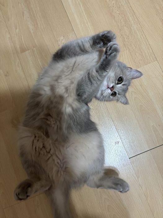 Отдам кошку в добрые руки