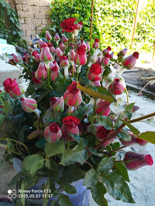 Gʻunchali Atirgullar 2000 Soʻm