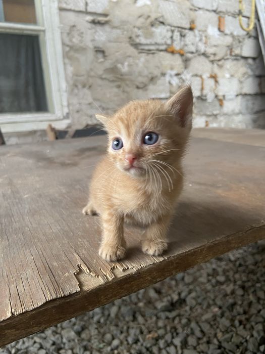 3 котенка рыжих (девочки)