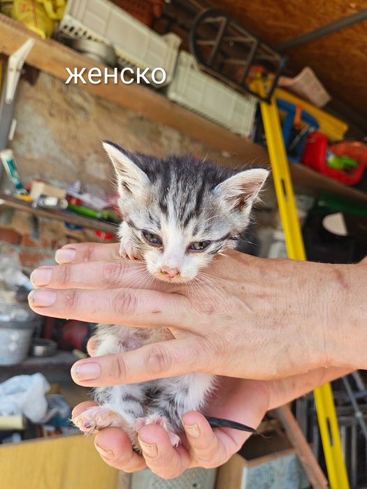 Подарявам котета