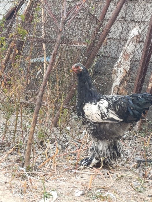 Brama tochkali xorozla