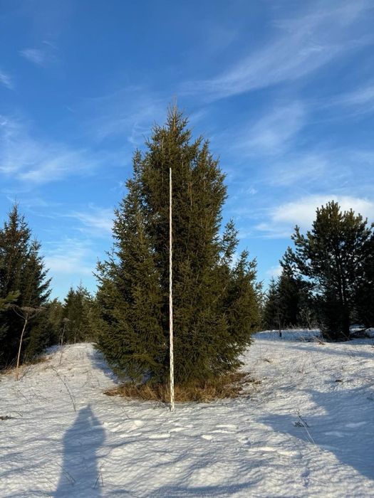 Ель газон саженцы