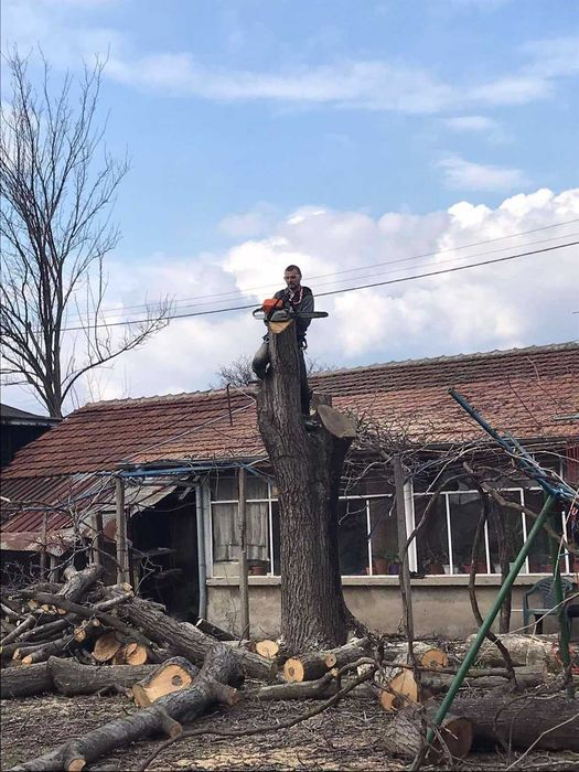 Сечене рязане оформяне премахване на Опасни Дървета