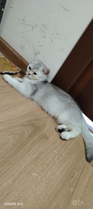 Mushuklar sotildi sikutkada