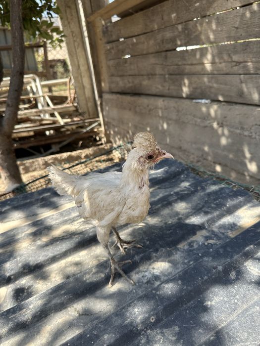 Голландские белохохлый