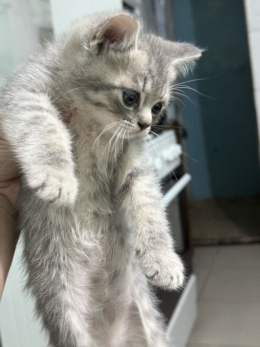 Котята почти 2 месяца в добрые руки
