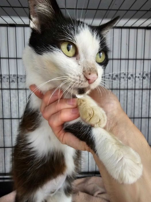 Pisica sterilizata foarte blândă