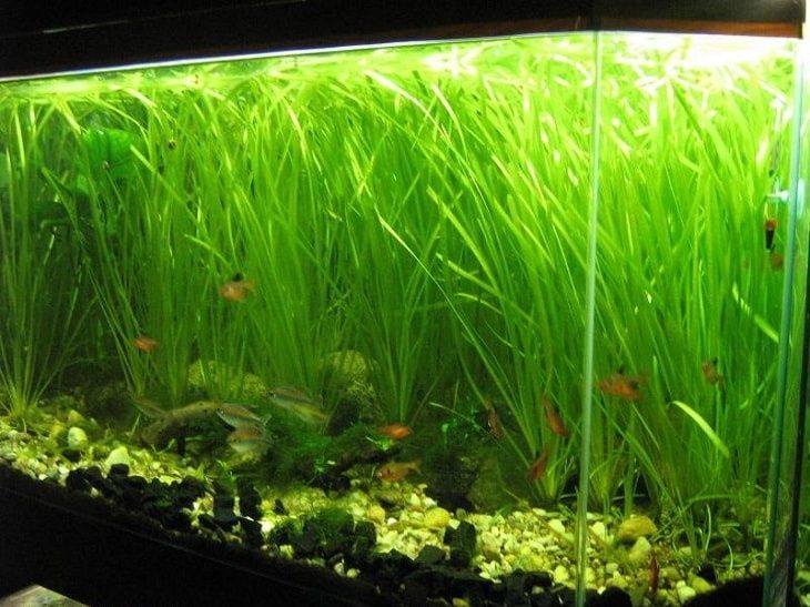 Продам валиснерию.