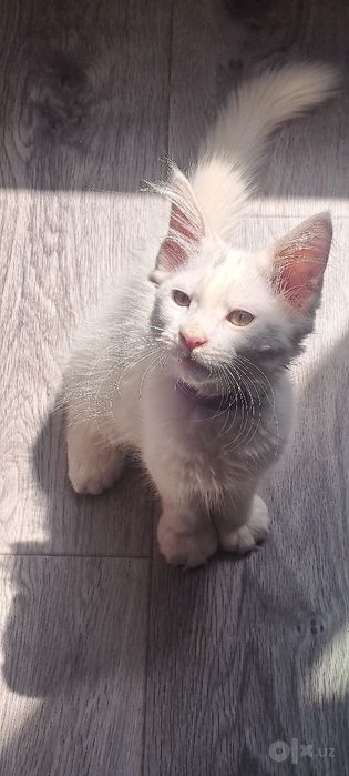 Продаётся котёнок мейн-кун