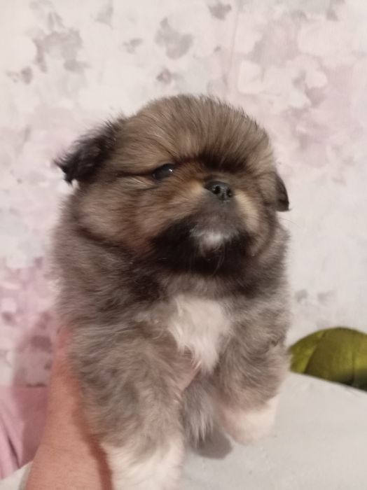 Продам щенков шпице пикинеса