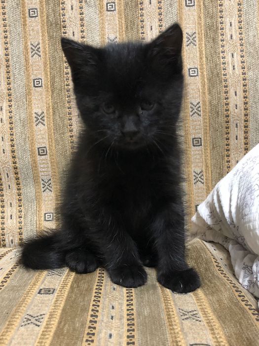 Отдадим котёнка в хорошие руки БЕСПЛАТНО