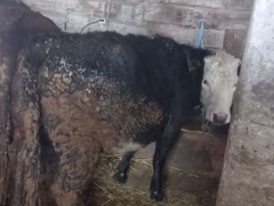 Жемде тұрған қара мал