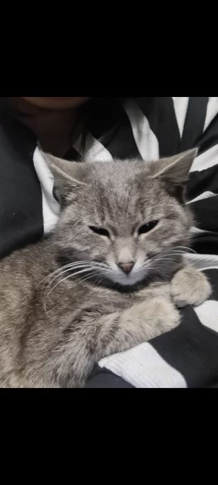 Кошка бесплатно в добрые руки