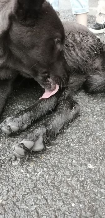 Срочно!!! Пристраиваем собачку!!!