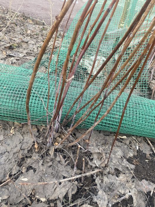 Продаем малину кустами