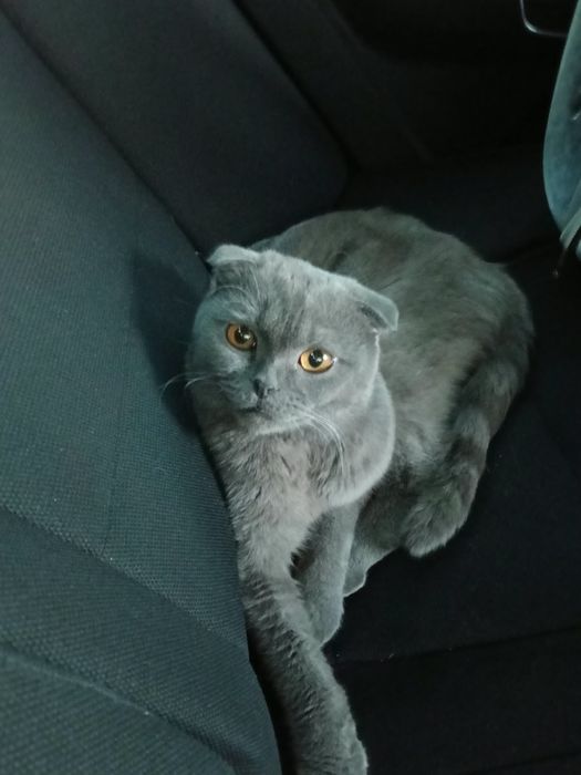 Отдам котика в добрые руки